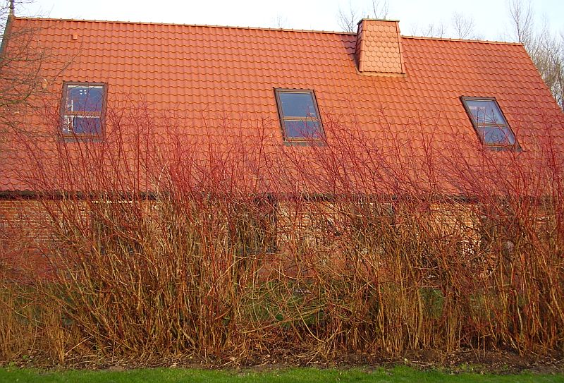 Dachfenster
